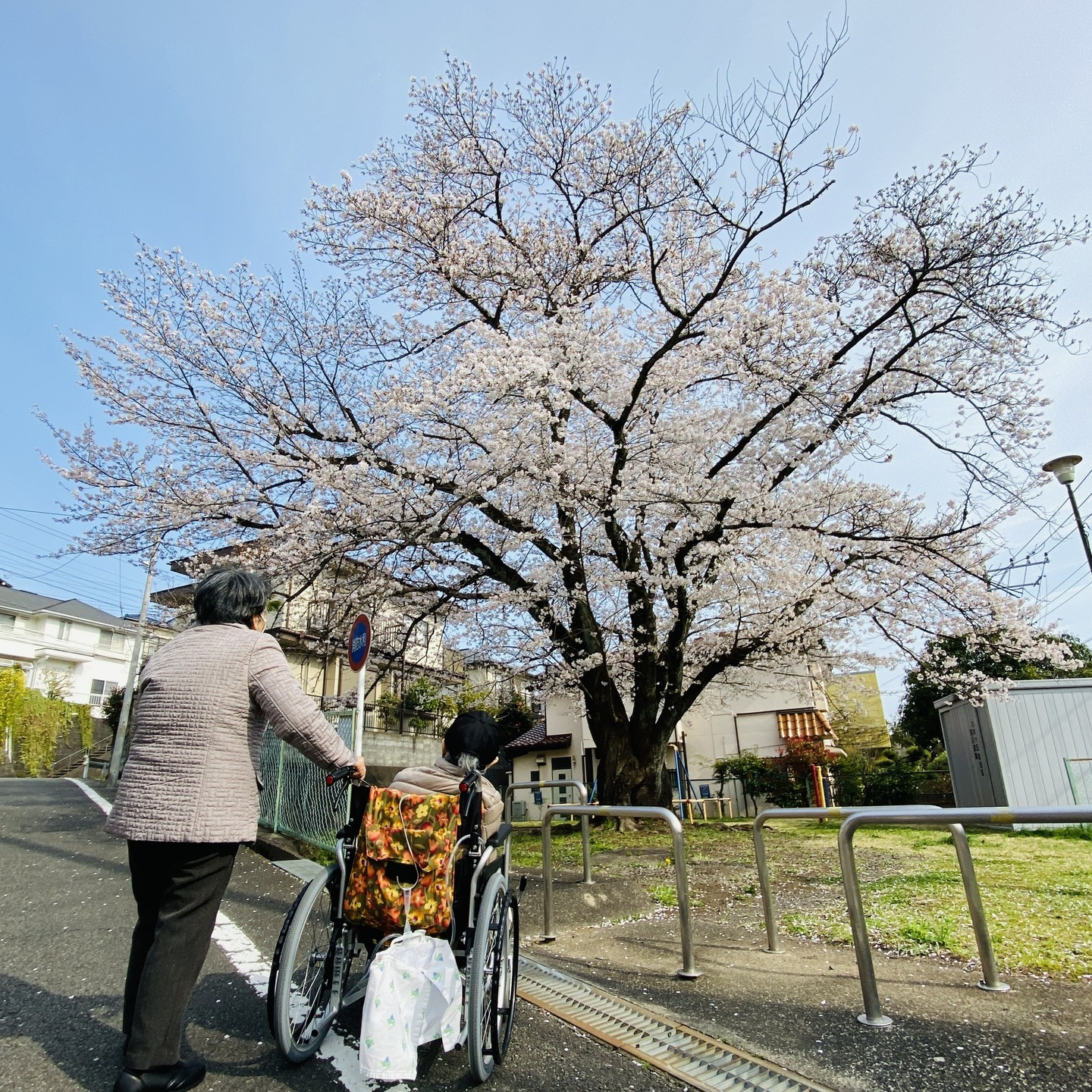 【お花見 公園】